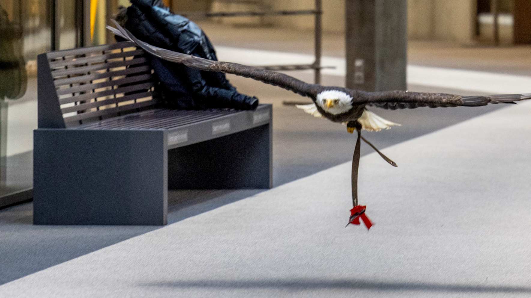 Adler Sherkan überbringt die Schere Kopie