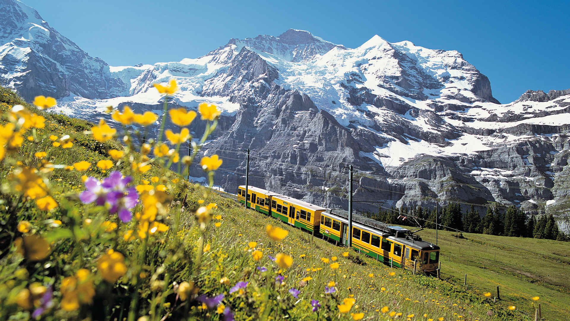 Jungfrau Summer Wengernalp Railway