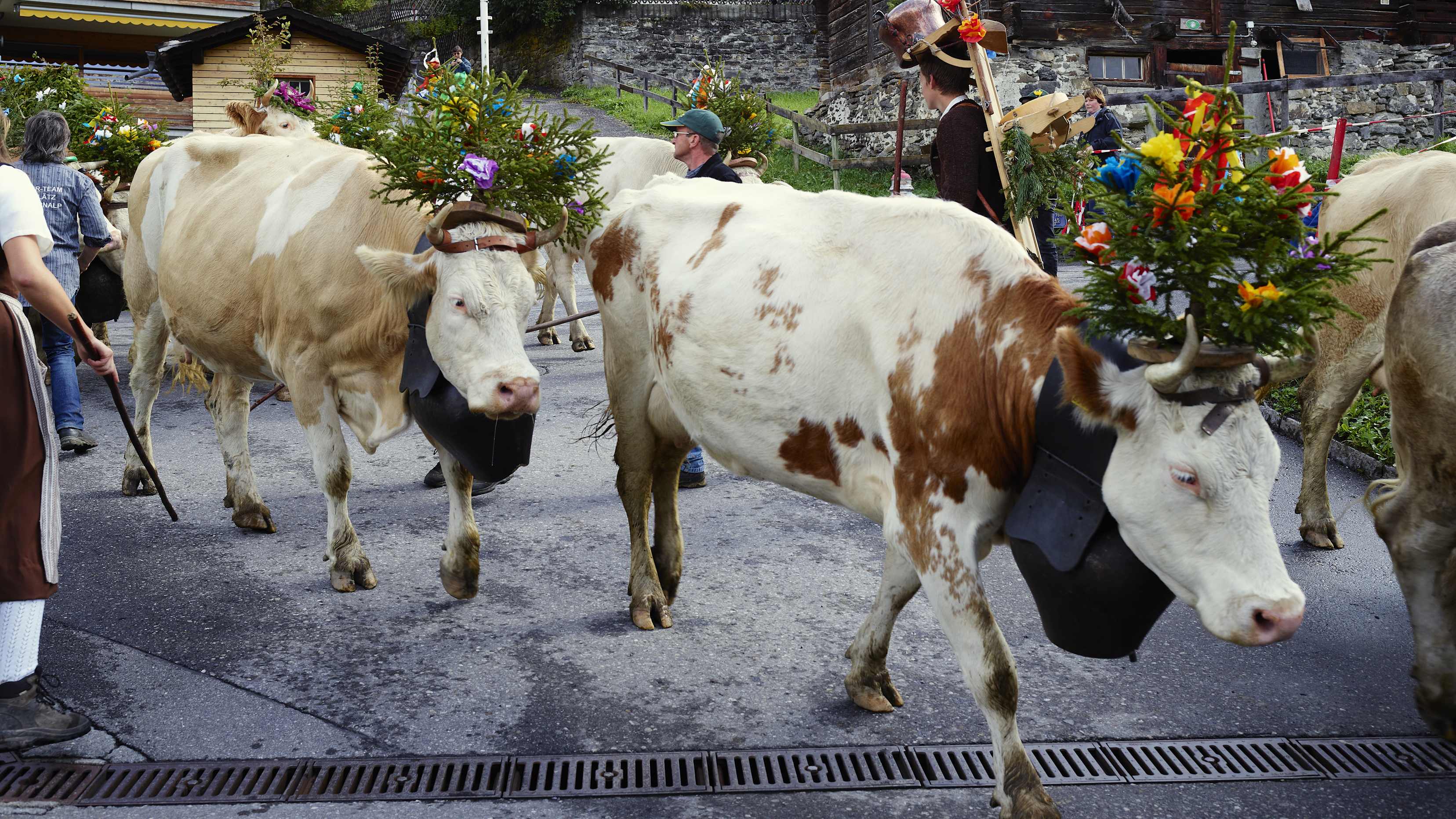 Muerren Alpabzug Kuehe