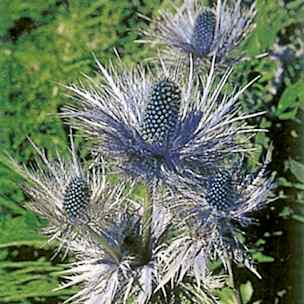 Alpengarten, Erlebnisse-Aktivitaeten, Jahreszeit, Schynige-Platte, Sommer, jungfrau.ch