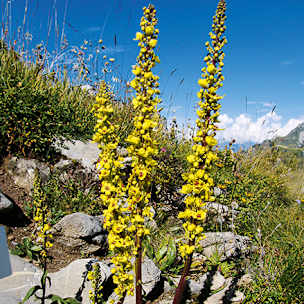 Alpengarten, Erlebnisse-Aktivitaeten, Jahreszeit, Schynige-Platte, Sommer, jungfrau.ch