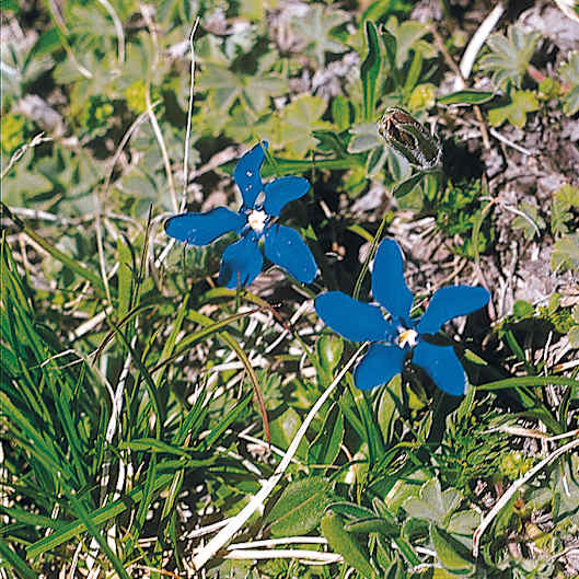 Alpengarten, Erlebnisse-Aktivitaeten, Jahreszeit, Schynige-Platte, Sommer, jungfrau.ch