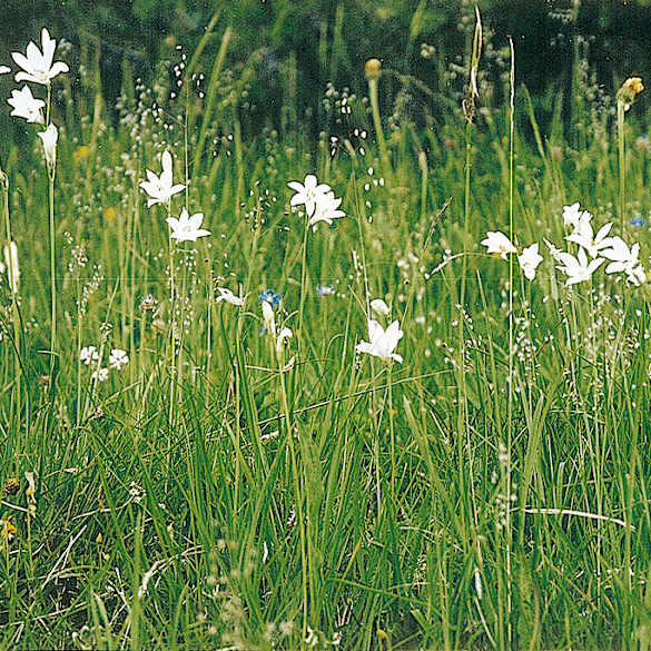 Alpengarten, Erlebnisse-Aktivitaeten, Jahreszeit, Schynige-Platte, Sommer, jungfrau.ch