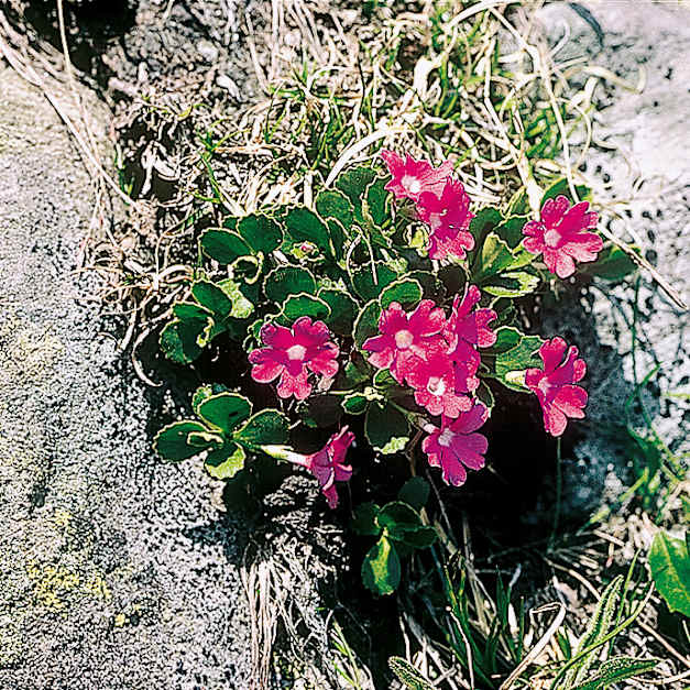 Alpengarten, Erlebnisse-Aktivitaeten, Jahreszeit, Schynige-Platte, Sommer, jungfrau.ch