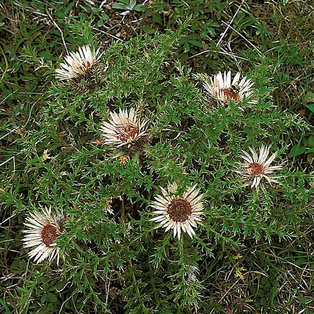 Alpengarten, Erlebnisse-Aktivitaeten, Jahreszeit, Schynige-Platte, Sommer, jungfrau.ch