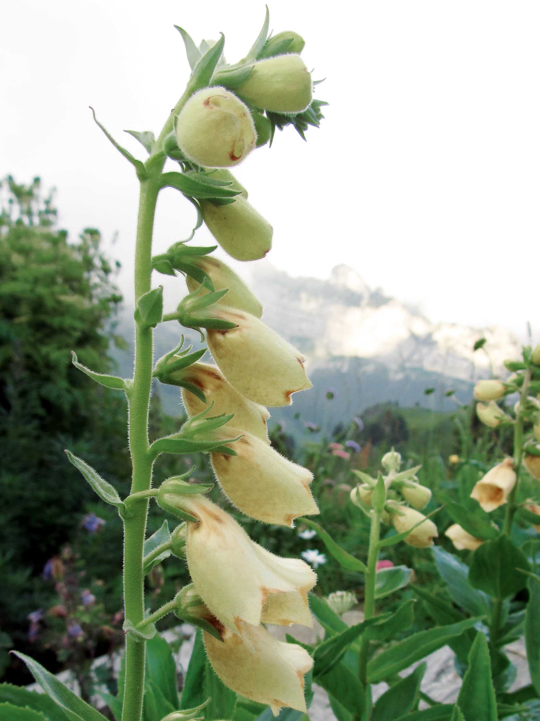 Alpengarten, Erlebnisse-Aktivitaeten, Jahreszeit, Schynige-Platte, Sommer, jungfrau.ch