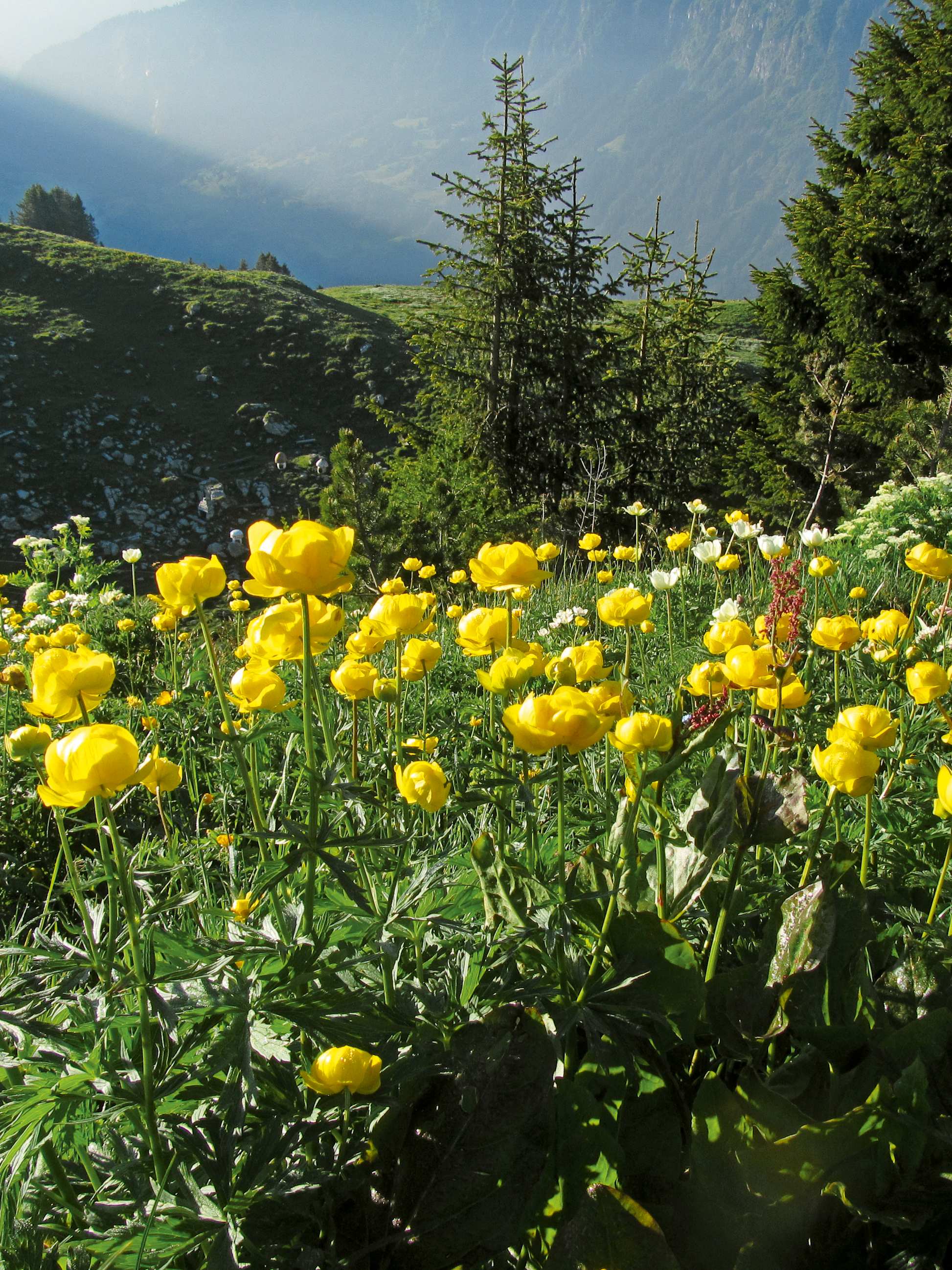 Alpengarten, Erlebnisse-Aktivitaeten, Jahreszeit, Schynige-Platte, Sommer, jungfrau.ch