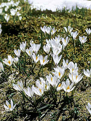 Alpengarten, Erlebnisse-Aktivitaeten, Jahreszeit, Schynige-Platte, Sommer, jungfrau.ch