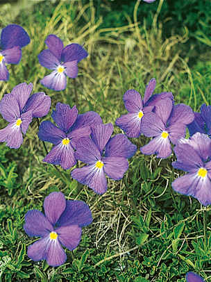 Alpengarten, Erlebnisse-Aktivitaeten, Jahreszeit, Schynige-Platte, Sommer, jungfrau.ch