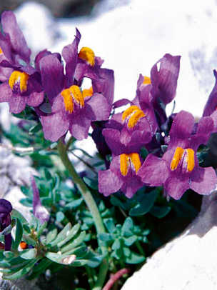 Alpengarten, Erlebnisse-Aktivitaeten, Jahreszeit, Schynige-Platte, Sommer, jungfrau.ch