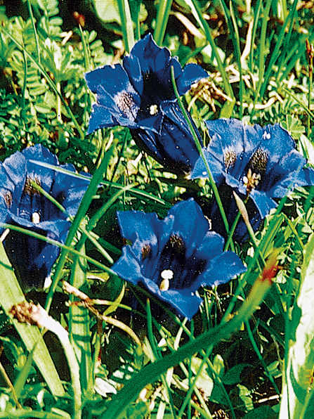 Alpengarten, Erlebnisse-Aktivitaeten, Jahreszeit, Schynige-Platte, Sommer, jungfrau.ch