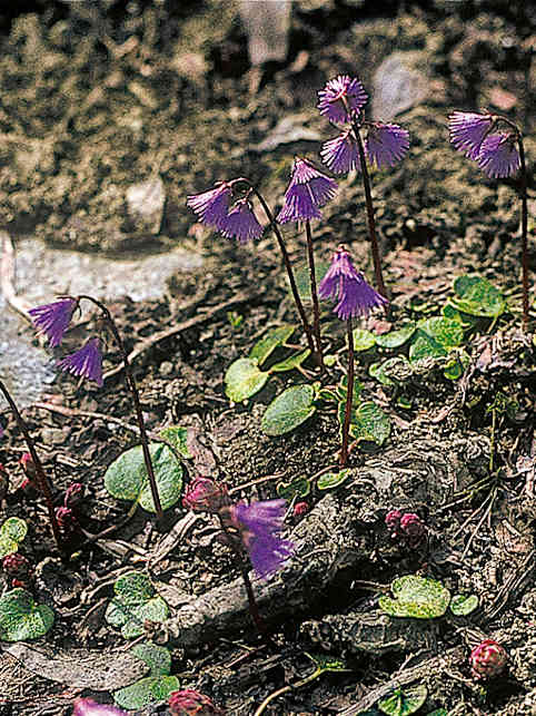 Alpengarten, Erlebnisse-Aktivitaeten, Jahreszeit, Schynige-Platte, Sommer, jungfrau.ch