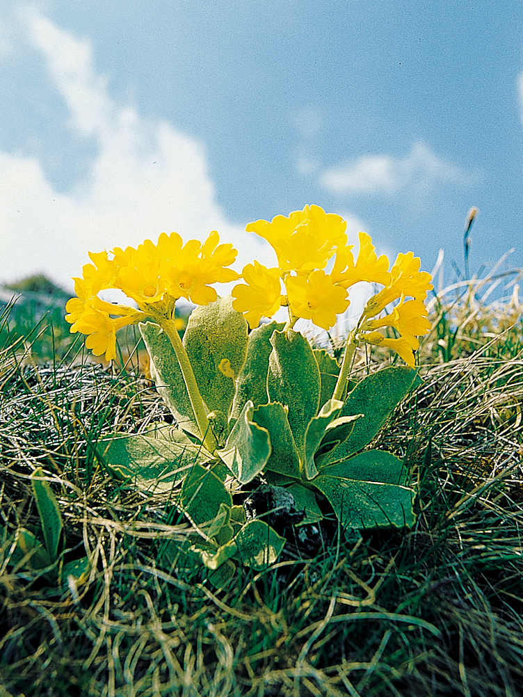 Alpengarten, Erlebnisse-Aktivitaeten, Jahreszeit, Schynige-Platte, Sommer, jungfrau.ch