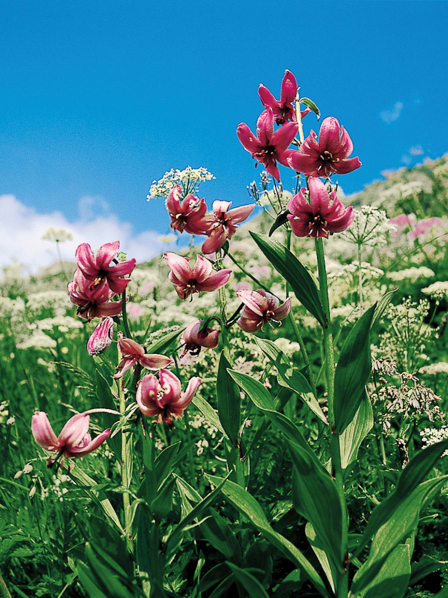 Botanischer Alpengarten jungfrau.ch